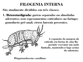 FILOGENIA INTERNA 
São atualmente divididos em três classes: 
1. Heterotardigrada: garras separadas ou almofadas 
aderentes; sem espessamentos cuticulares na faringe; 
gonoducto pré-anal; cirros laterais presentes. 
Wingstrandarctus corallinus 
A expansão da margem da 
cutícula em forma de sino lhe 
permite executar um nado 
limitado, mantendo-o logo acima 
do substrato. 
 