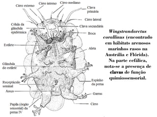 Wingstrandarctus 
corallinus (encontrado 
em hábitats arenosos 
marinhos rasos na 
Austrália e Flórida). 
Na parte cefálica, 
nota-se a presença de 
clavas de função 
quimiossensorial. 
 