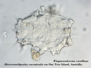 Wingstrandarctus corallinus 
(Heterotardigrada) encontrado em One Tree Island, Austrália. 
 