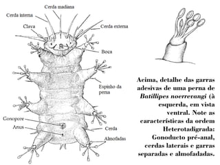 Acima, detalhe das garras 
adesivas de uma perna de 
Batillipes noerrevangi (à 
esquerda, em vista 
ventral. Note as 
características da ordem 
Heterotadigrada: 
Gonoducto pré-anal, 
cerdas laterais e garras 
separadas e almofadadas. 
 