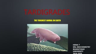 TARDIGRADES
THE TOUGHEST ANIMAL ON EARTH
HEMA T
MSc BIOCHEMISTRY
BHARATHIAR
UNIVERSITY
 