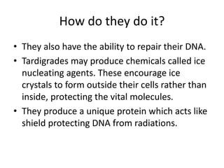How do they do it?
• They also have the ability to repair their DNA.
• Tardigrades may produce chemicals called ice
nucleating agents. These encourage ice
crystals to form outside their cells rather than
inside, protecting the vital molecules.
• They produce a unique protein which acts like
shield protecting DNA from radiations.
 