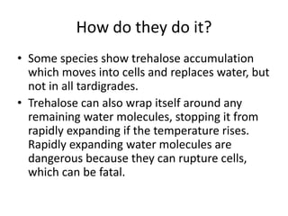 How do they do it?
• Some species show trehalose accumulation
which moves into cells and replaces water, but
not in all tardigrades.
• Trehalose can also wrap itself around any
remaining water molecules, stopping it from
rapidly expanding if the temperature rises.
Rapidly expanding water molecules are
dangerous because they can rupture cells,
which can be fatal.
 