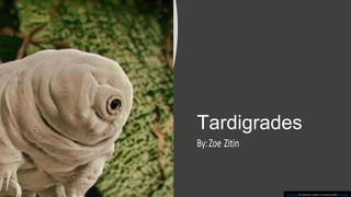 Tardigrades
By:Zoe Zitin
This Photo by Unknown author is licensed under CC BY-NC.
 