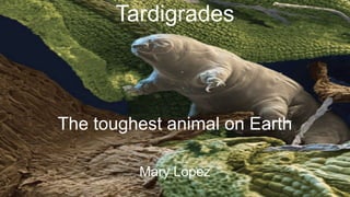 Tardigrades
Mary Lopez
The toughest animal on Earth
 