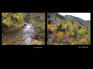 riu d’Aiguamog bosc d’Aiguamog 