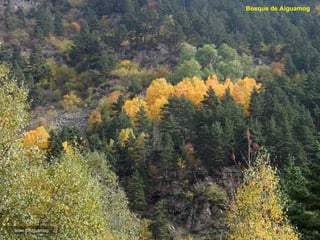 bosc d’Aiguamog Bosque de Aiguamog 