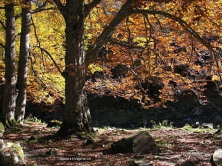 fageda a l’Artiga de Lin 