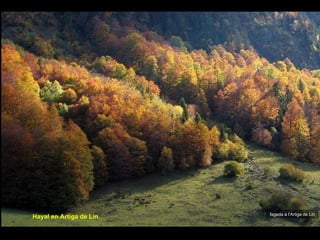 fageda a l’Artiga de Lin Hayal en Artiga de Lin 