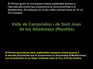 El Pirineu gironí té uns boscos mixtos esplèndids gràcies a l’elevada pluviositat que proporciona la seva proximitat a la Mediterrània. Els trobareu en el seu millor moment entre el 15 i el 25 d’octubre. Valls de Camprodon i de Sant Joan  de les Abadesses (Ripollès) El Pirineo gerundense tiene espléndidos bosques mixtos gracias a la elevada pluviosidad que le proporciona su proximidad al Mediterráneo. Los encontraréis en su mejor momento entre el 15 y el 25 de octubre.  