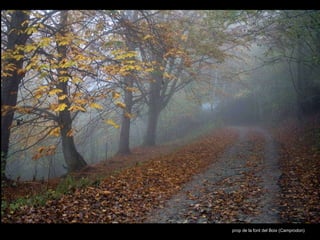 prop de la font del Boix (Camprodon) 