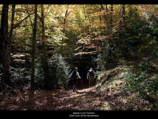 fageda a can Torrents  (Sant Joan de les Abadesses) 