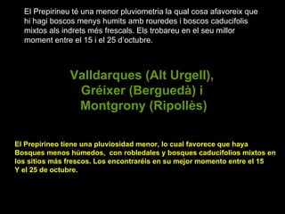 El Prepirineu té una menor pluviometria la qual cosa afavoreix que hi hagi boscos menys humits amb rouredes i boscos caducifolis mixtos als indrets més frescals. Els trobareu en el seu millor moment entre el 15 i el 25 d’octubre. Valldarques (Alt Urgell),  Gréixer (Berguedà) i  Montgrony (Ripollès) El Prepirineo tiene una pluviosidad menor, lo cual favorece que haya Bosques menos húmedos,  con robledales y bosques caducifolios mixtos en los sitios más frescos. Los encontraréis en su mejor momento entre el 15 Y el 25 de octubre. 