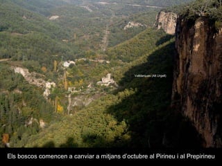 Els boscos comencen a canviar a mitjans d’octubre al Pirineu i al Prepirineu Valldarques (Alt Urgell) 