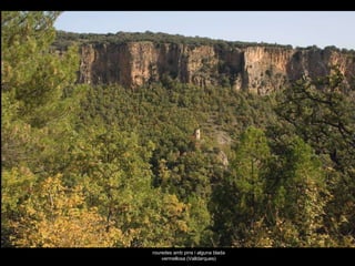 rouredes amb pins i alguna blada vermellosa (Valldarques) 