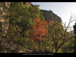 una blada vermellosa enmig dels roures i les alzines (Valldarques) 