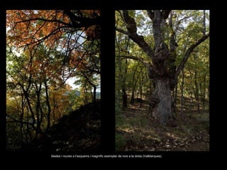 blades i roures a l’esquerra i magnífic exemplar de rore a la dreta (Valldarques) 