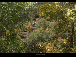 bosc mixte a Gréixer 