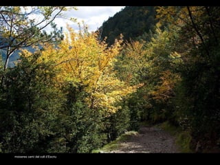 moixeres camí del coll d’Escriu 