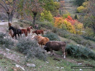 prop de la Pardinella (Montgrony) 