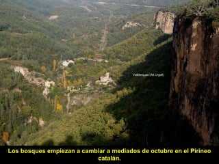 Los bosques empiezan a cambiar a mediados de octubre en el Pirineo catalán. Valldarques (Alt Urgell) 