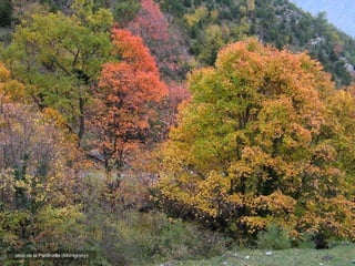 prop de la Pardinella (Montgrony) 