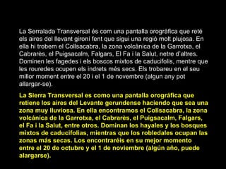 La Serralada Transversal és com una pantalla orogràfica que reté els aires del llevant gironí fent que sigui una regió molt plujosa. En ella hi trobem el Collsacabra, la zona volcànica de la Garrotxa, el Cabrarès, el Puigsacalm, Falgars, El Fa i la Salut, netre d’altres. Dominen les fagedes i els boscos mixtos de caducifolis, mentre que les rouredes ocupen els indrets més secs. Els trobareu en el seu millor moment entre el 20 i el 1 de novembre (algun any pot allargar-se). La Sierra Transversal es como una pantalla orográfica que retiene los aires  d el Levante gerundense haciendo que sea una zona muy lluviosa. En ella encontramos el Collsacabra, la zona volcánica de la Garrotxa, el Cabrarès, el Puigsacalm, Falgars, el Fa i la Salut, entre otros. Dominan los hayales y los bosques mixtos de caducifolias, mientras que los robledales ocupan las zonas más secas. Los encontraréis en su mejor momento entre el 20 de octubre y el 1 de noviembre (algún año, puede alargarse). 