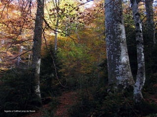 fageda a Collfred prop de Siuret 