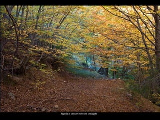 fageda al vessant nord del Matagalls 