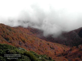 la fageda té en les boires el seu principal aliat que les fa possibles fageda de les Agudes 