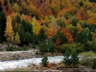 faig i avets a la Noguera Ribagorçana (vall de Barrabès) 
