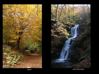 fageda salt de Marianegre 