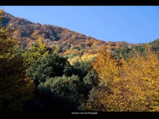 vessant nord del Matagalls 