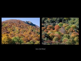 bosc a Sant Marçal 
