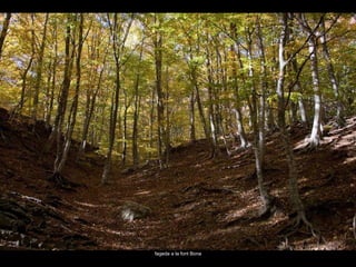 fageda a la font Bona 