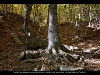 sovint el faig ha d’estendre les arrels per terra per recollir la humitat que necessita i que donen les boires (Font Bona) 
