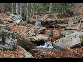 Torrent de Passavets 