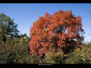 Blada al coll de Bordoriol 