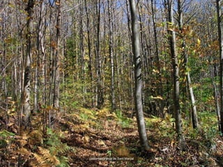 castanyeda prop de Sant Marçal 