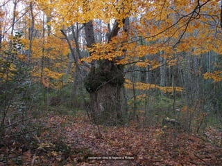 castanyer dins la fageda a Roters 