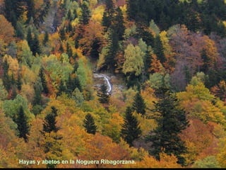 Hayas y abetos en la Noguera Ribagorzana.  