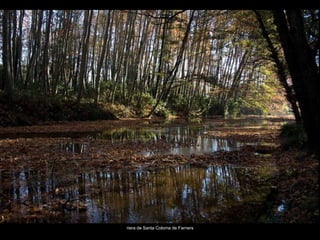 riera de Santa Coloma de Farners 