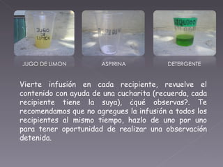 JUGO DE LIMON ASPIRINA DETERGENTE Vierte infusión en cada recipiente, revuelve el contenido con ayuda de una cucharita (recuerda, cada recipiente tiene la suya), ¿qué observas?. Te recomendamos que no agregues la infusión a todos los recipientes al mismo tiempo, hazlo de uno por uno para tener oportunidad de realizar una observación detenida. 