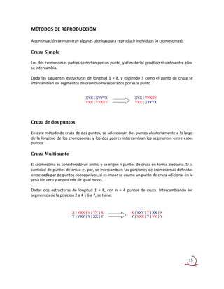 MÉTODOS DE REPRODUCCIÓN

A continuación se muestran algunas técnicas para reproducir individuos (o cromosomas).

Cruza Simple

Los dos cromosomas padres se cortan por un punto, y el material genético situado entre ellos
se intercambia.

Dada las siguientes estructuras de longitud 1 = 8, y eligiendo 3 como el punto de cruza se
intercambian los segmentos de cromosoma separados por este punto.




Cruza de dos puntos

En este método de cruza de dos puntos, se seleccionan dos puntos aleatoriamente a lo largo
de la longitud de los cromosomas y los dos padres intercambian los segmentos entre estos
puntos.

Cruza Multipunto

El cromosoma es considerado un anillo, y se eligen n puntos de cruza en forma aleatoria. Si la
cantidad de puntos de cruza es par, se intercambian las porciones de cromosomas definidas
entre cada par de puntos consecutivos, si es impar se asume un punto de cruza adicional en la
posición cero y se procede de igual modo.

Dadas dos estructuras de longitud 1 = 8, con n = 4 puntos de cruza. Intercambiando los
segmentos de la posición 2 a 4 y 6 a 7, se tiene:




                                                                                           15
 