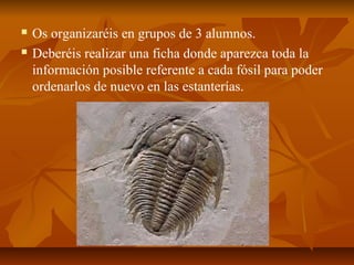    Os organizaréis en grupos de 3 alumnos.
   Deberéis realizar una ficha donde aparezca toda la
    información posible referente a cada fósil para poder
    ordenarlos de nuevo en las estanterías.
 