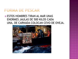  ESTOS HOMBRES TIRAN AL MAR UNAS
ENORMES JAULAS DE 500 KILOS CADA
UNA, DE CARNADA COLOCAN CEVO DE OVEJA.
 