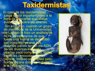 El caso de los taxidermistas 
juega un rol importantísimo a la 
hora de descartar supuestas 
evidencias sobre las sirenas. 
Sin embargo, cuando un grupo 
de científicos de la Universidad 
de Lincoln le hizo un análisis de 
ADN, la esperanza de que 
fuese una sirena se derrumbó 
por completo ya que sus 
distintas partes tenían los ADN 
de las diversas especies 
usadas para componerlo, todas 
especies conocidas por la 
ciencia. Incluso se empleó pelo 
humano para dotar de cabellera 
a la falsa sirena. 
 