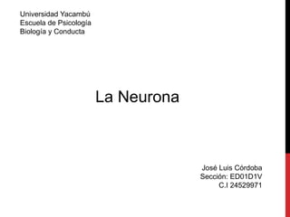 La Neurona
Universidad Yacambú
Escuela de Psicología
Biología y Conducta
José Luis Córdoba
Sección: ED01D1V
C.I 24529971
 