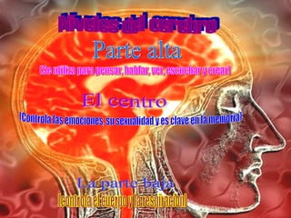 Niveles del cerebro La parte baja El centro Parte alta (controla el cuerpo y la respiracion) (Controla las emociones, su sexualidad y es clave en la memoria) (Se utiliza para pensar, hablar, ver, escuchar y crear) 