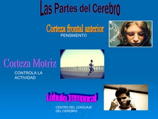 Las Partes del Cerebro Corteza frontal anterior Corteza Motriz Lòbulo Temporal PENSMIENTO CONTROLA LA ACTIVIDAD CENTRO DEL LENGUAJE DEL CEREBRO 